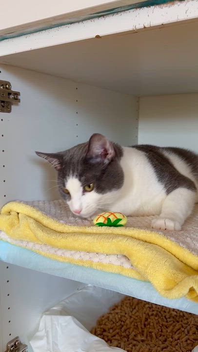 Enlarge Calvin, a Adoptable Domestic Short Hair in Ramsey, NJ video 6/6