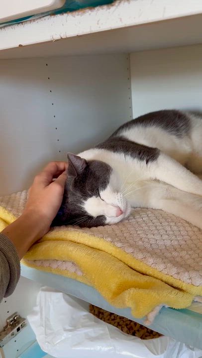 Enlarge Calvin, a Adoptable Domestic Short Hair in Ramsey, NJ video 3/6