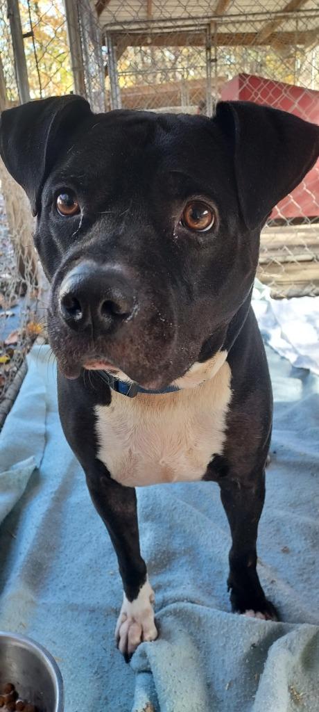 Enlarge Onyx, a Adoptable mixed breed in Saint Clairsville, OH image 1/3