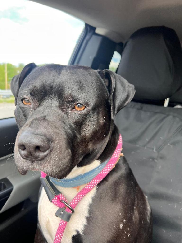 Enlarge Onyx, a Adoptable mixed breed in Saint Clairsville, OH image 2/3