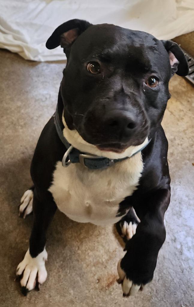 Enlarge Onyx, a Adoptable mixed breed in Saint Clairsville, OH image 2/3