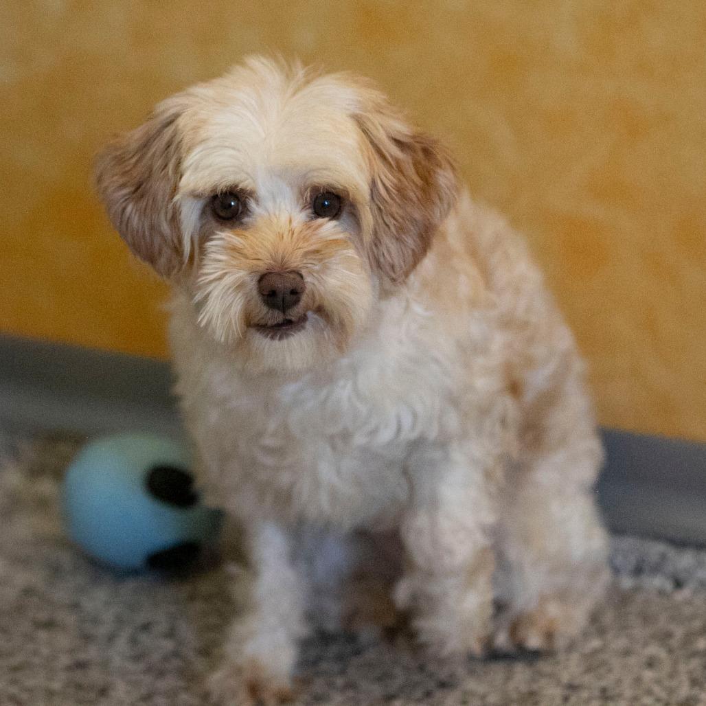 Enlarge Chardonnay (JN25-455), a Adoptable Schnauzer in Peyton, CO image 1/6