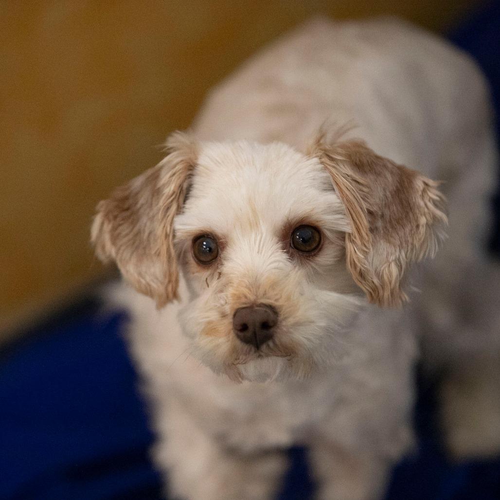 Chardonnay thumbnail 2