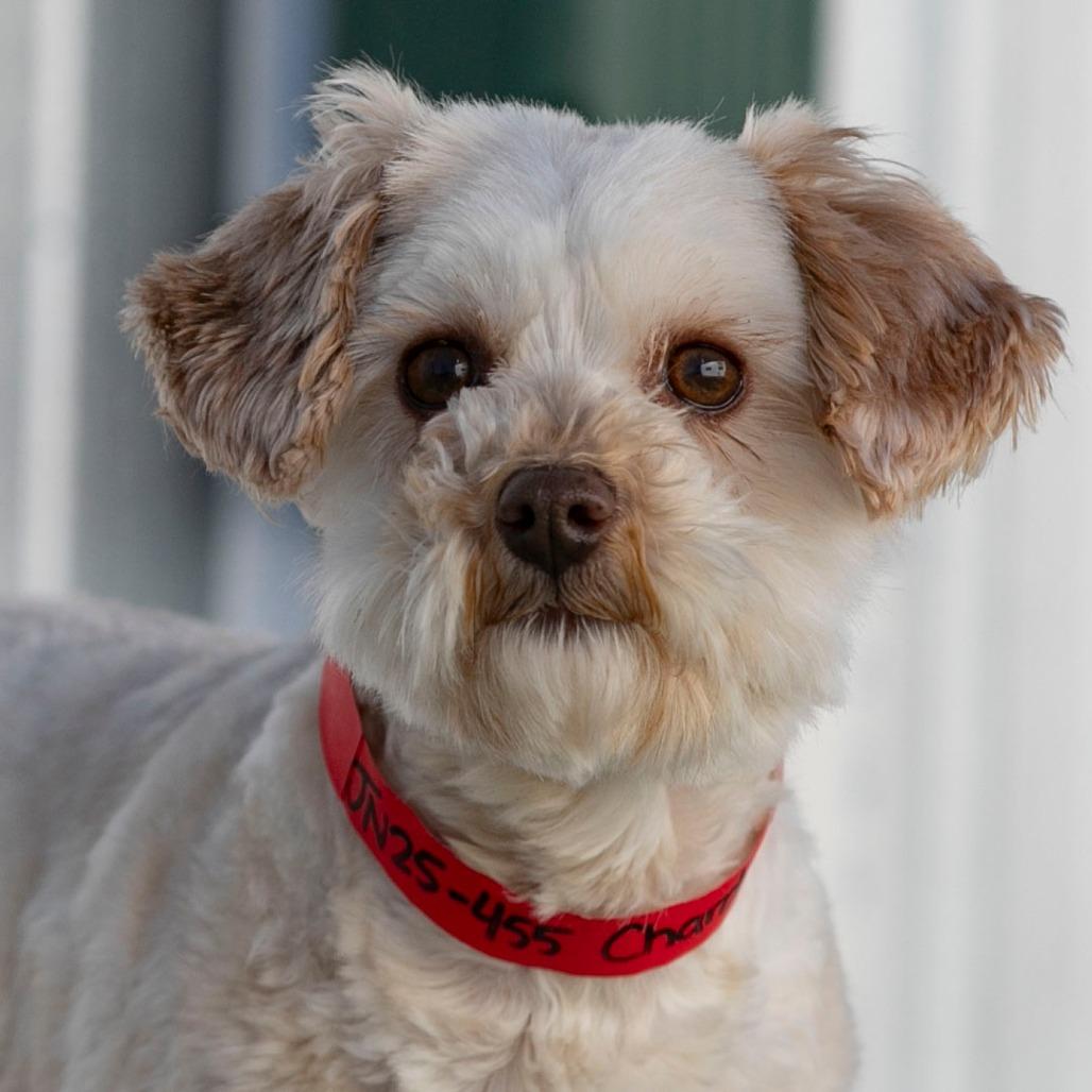 Enlarge Chardonnay (JN25-455), a Adoptable Schnauzer in Peyton, CO image 2/6