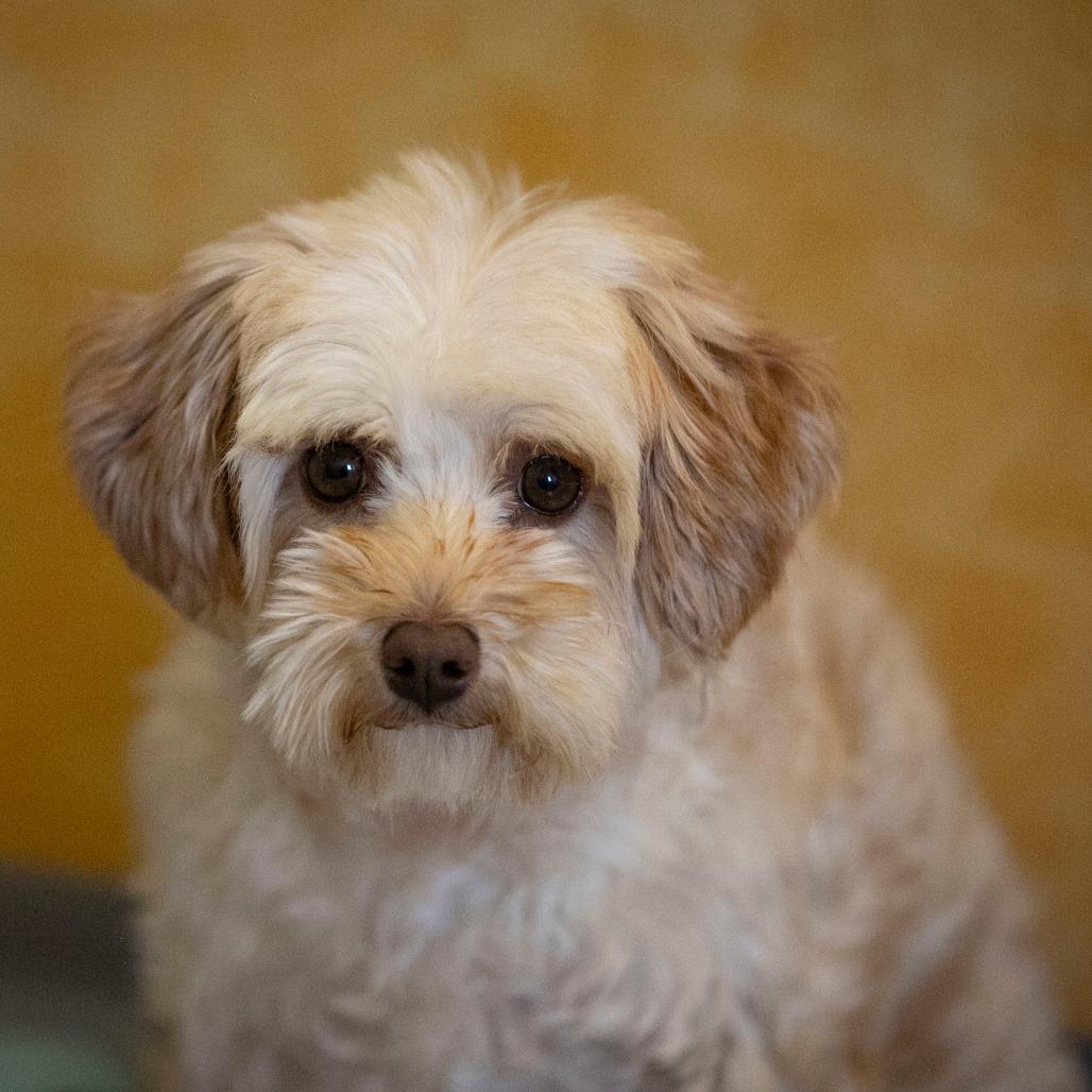 Enlarge Chardonnay (JN25-455), a Adoptable Schnauzer in Peyton, CO image 2/6