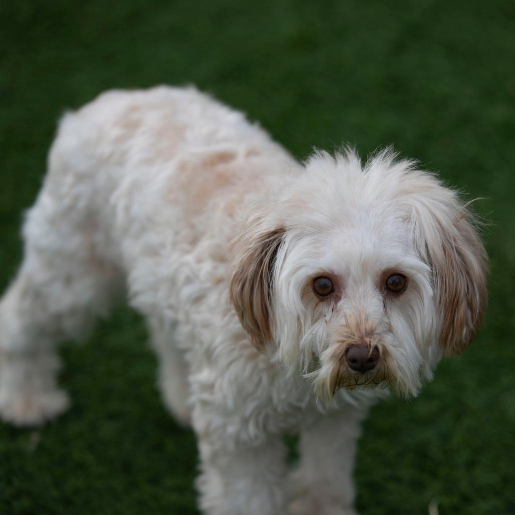 Enlarge Chardonnay (JN25-455), a Adoptable Schnauzer in Peyton, CO image 3/6