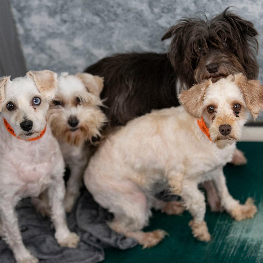 Enlarge Chardonnay (JN25-455), a Adoptable Schnauzer in Peyton, CO image 4/6