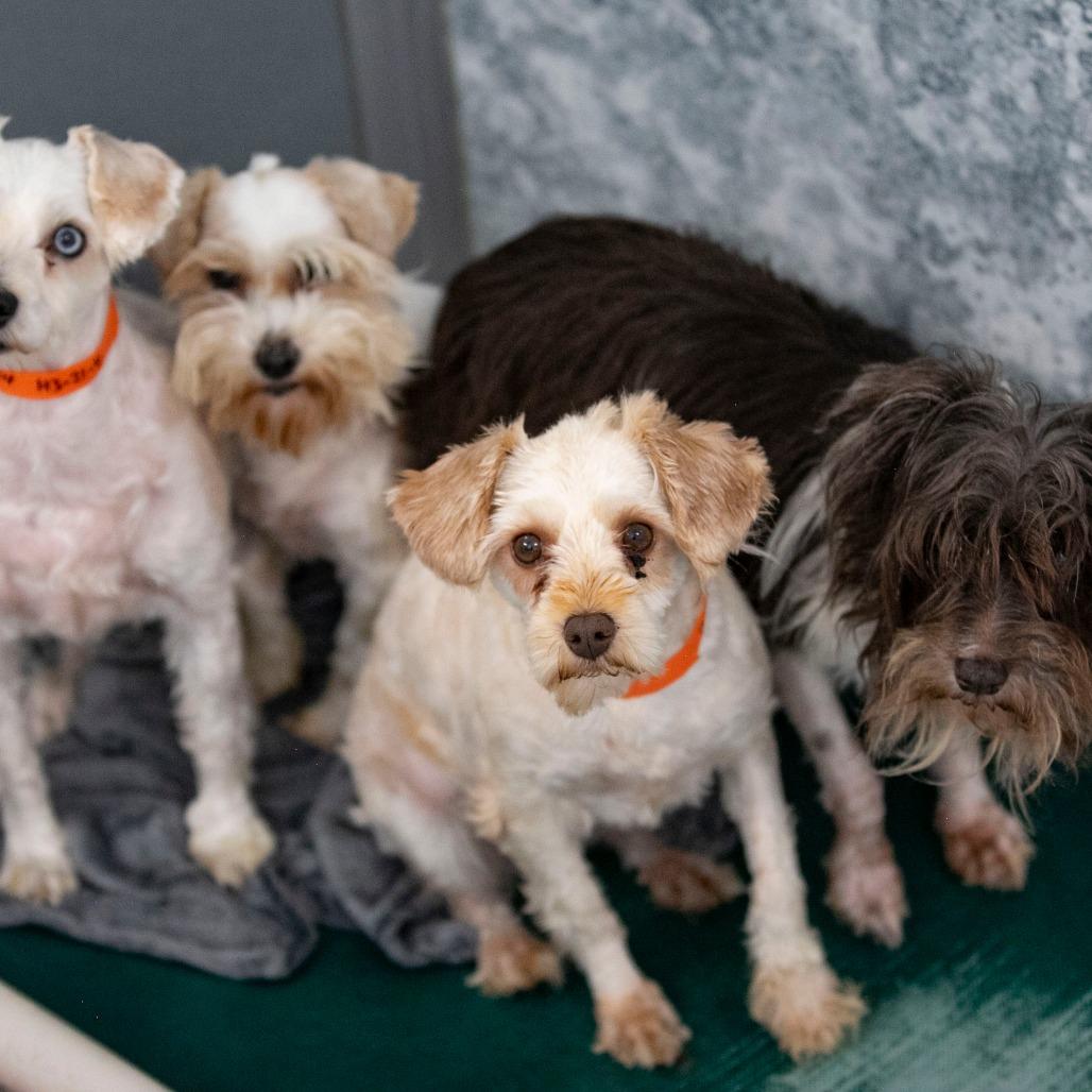 Enlarge Chardonnay (JN25-455), a Adoptable Schnauzer in Peyton, CO image 5/6
