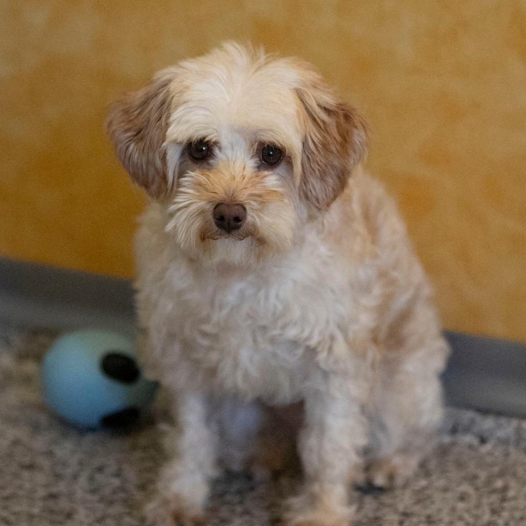 Enlarge Chardonnay (JN25-455), a Adoptable Schnauzer in Peyton, CO image 6/6