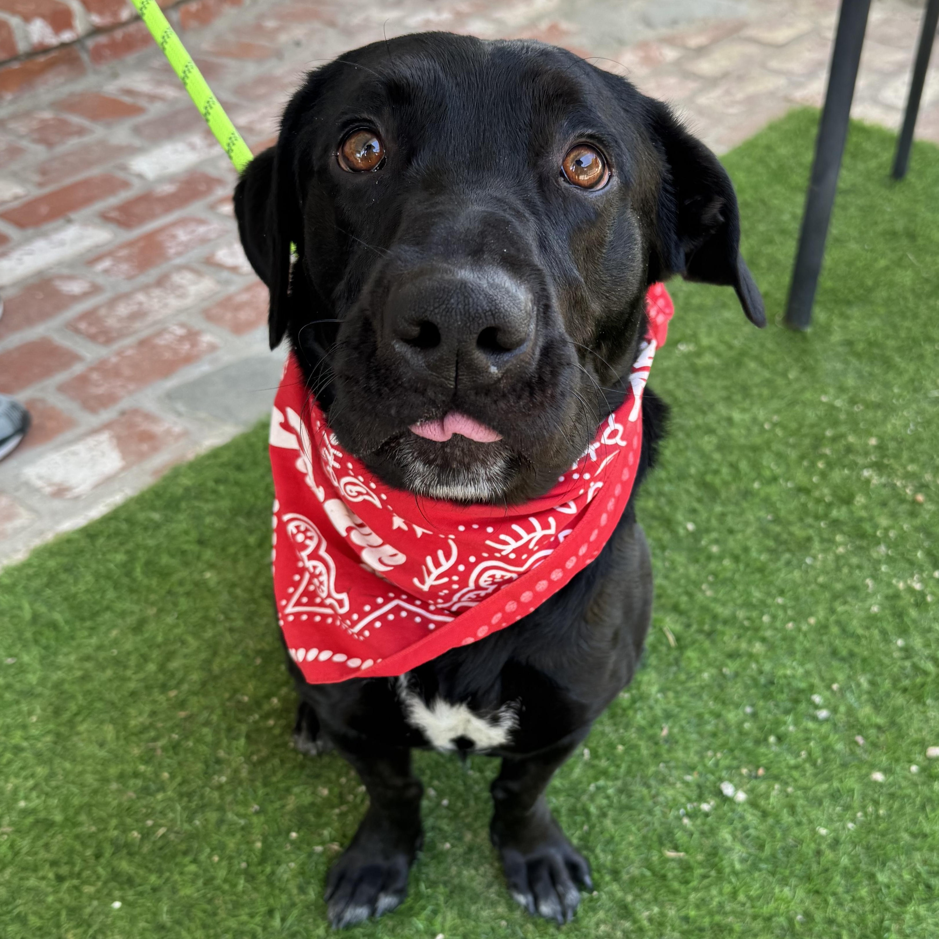 Professor Rexford, ADOPTABLE, Young Male Labrador Retriever & Golden Retriever.