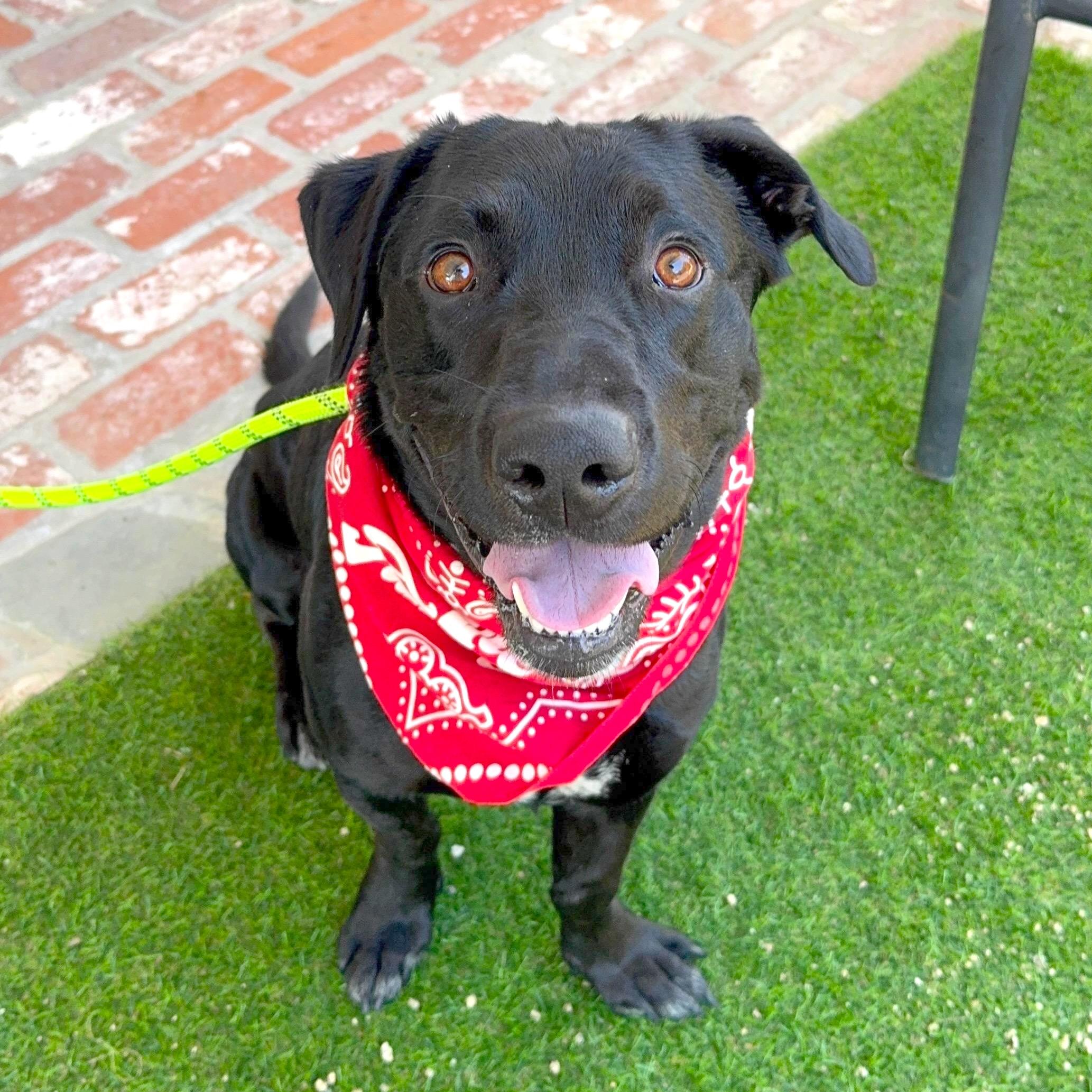 Professor Rexford, a ADOPTABLE mixed breed in Sun Valley, CA image 2/5