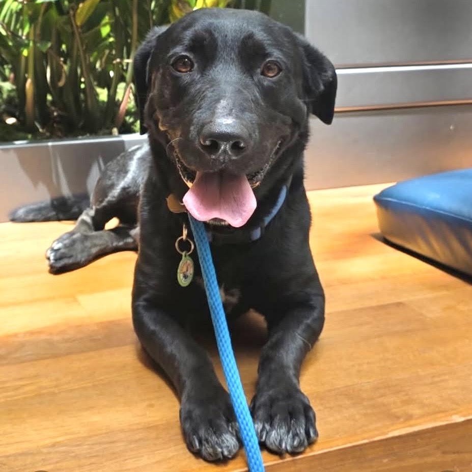 Professor Rexford, ADOPTABLE, Young Male Labrador Retriever & Golden Retriever.