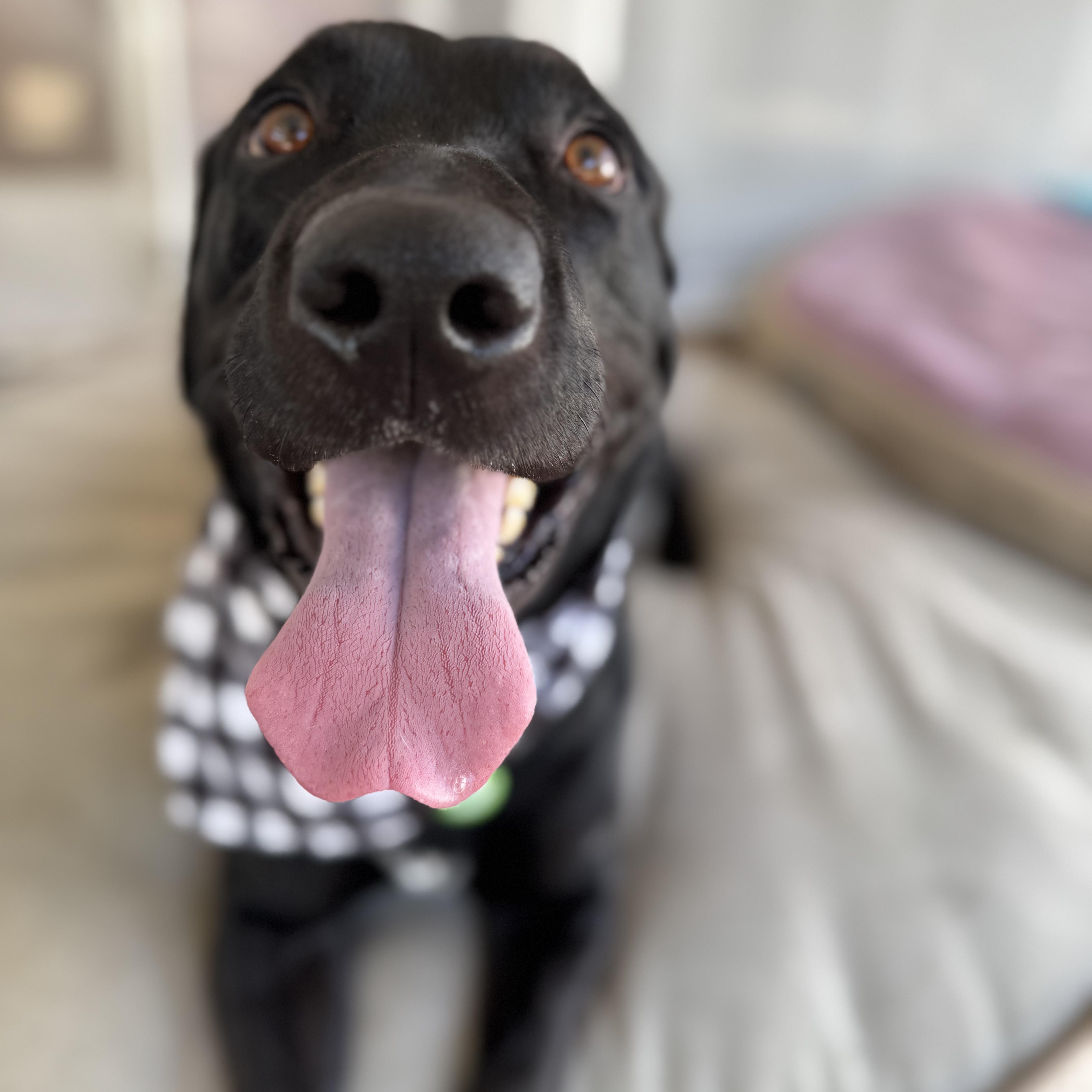 Professor Rexford, a ADOPTABLE mixed breed in Sun Valley, CA image 4/5