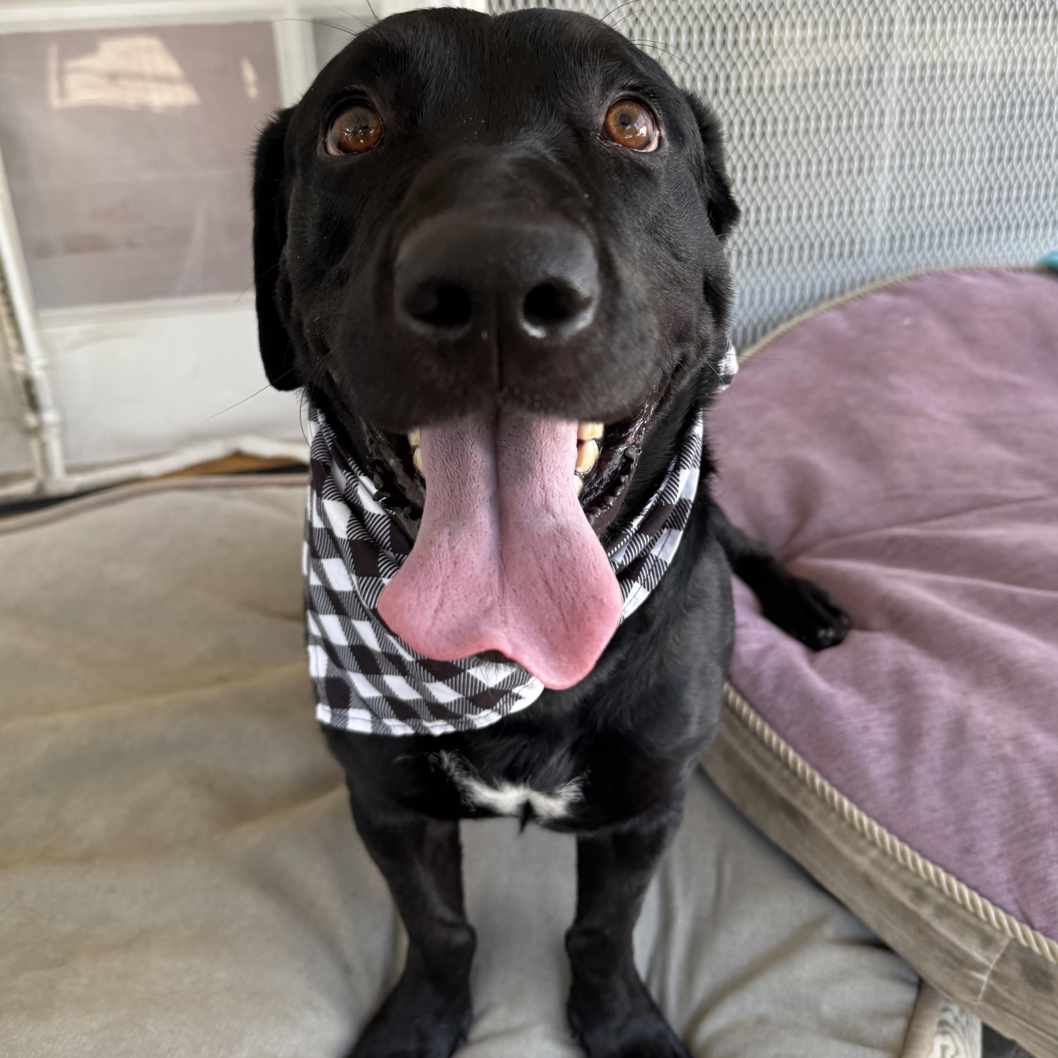 Professor Rexford, a ADOPTABLE mixed breed in Sun Valley, CA image 4/6