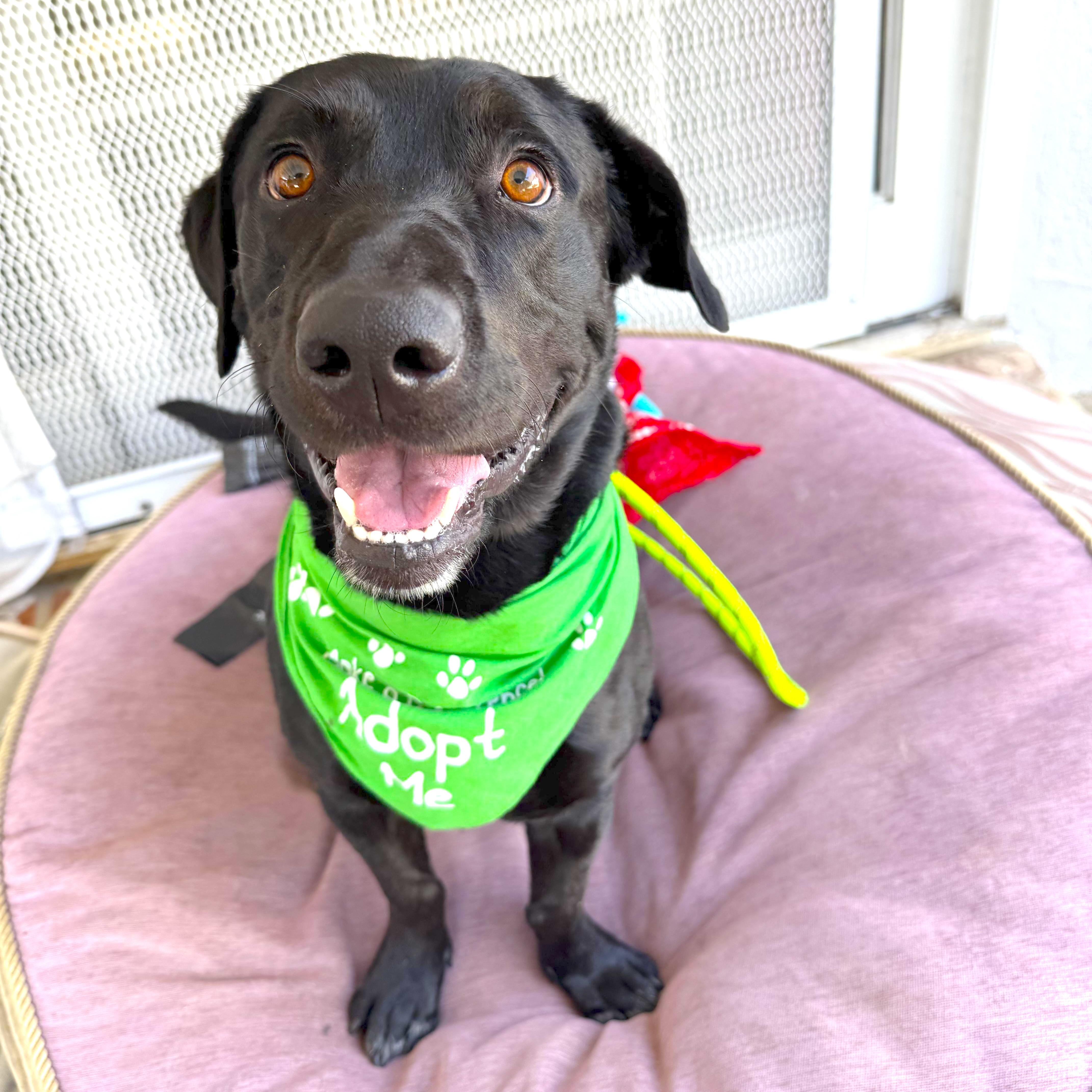 Professor Rexford, a ADOPTABLE mixed breed in Sun Valley, CA image 1/5