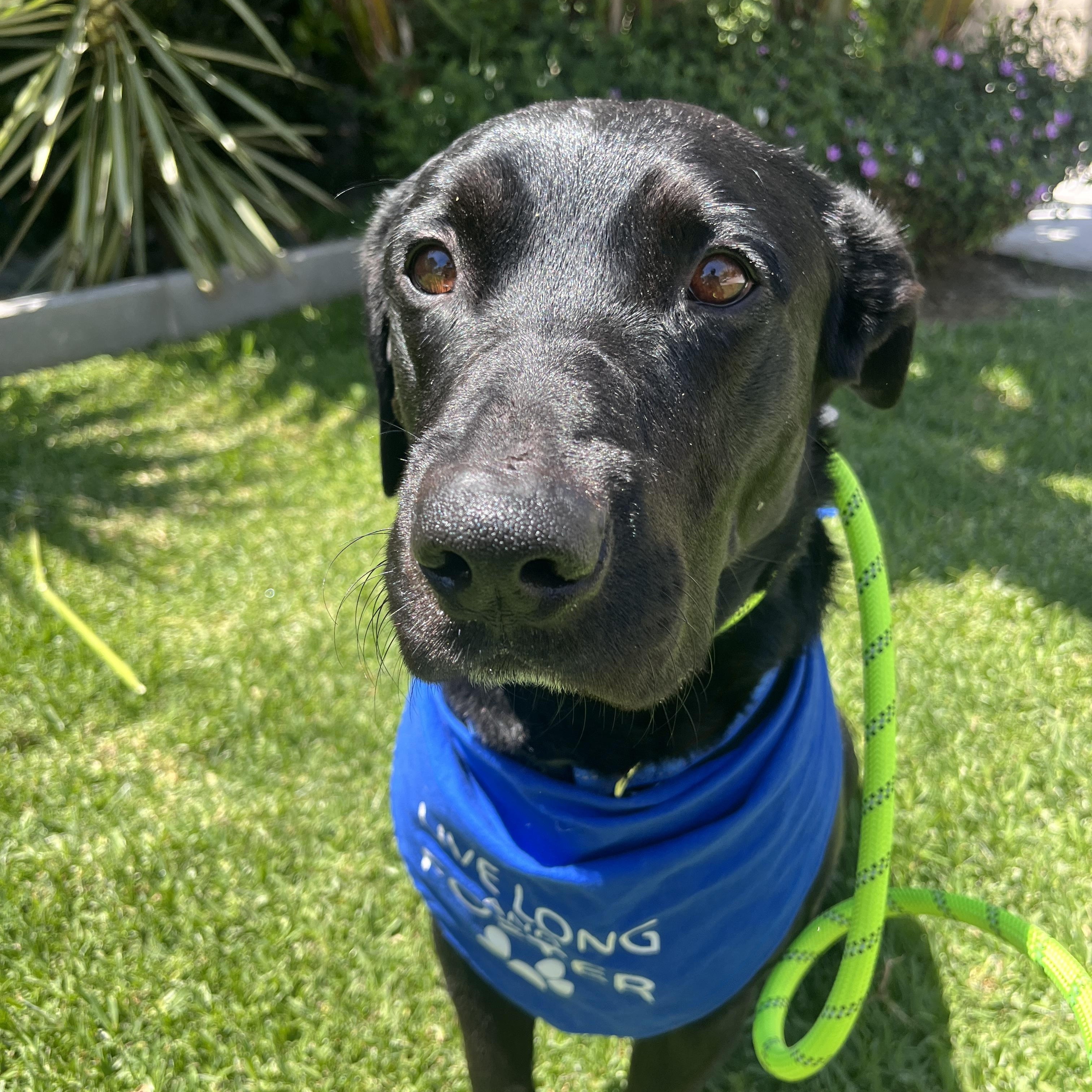 Professor Rexford, a ADOPTABLE mixed breed in Sun Valley, CA image 3/5