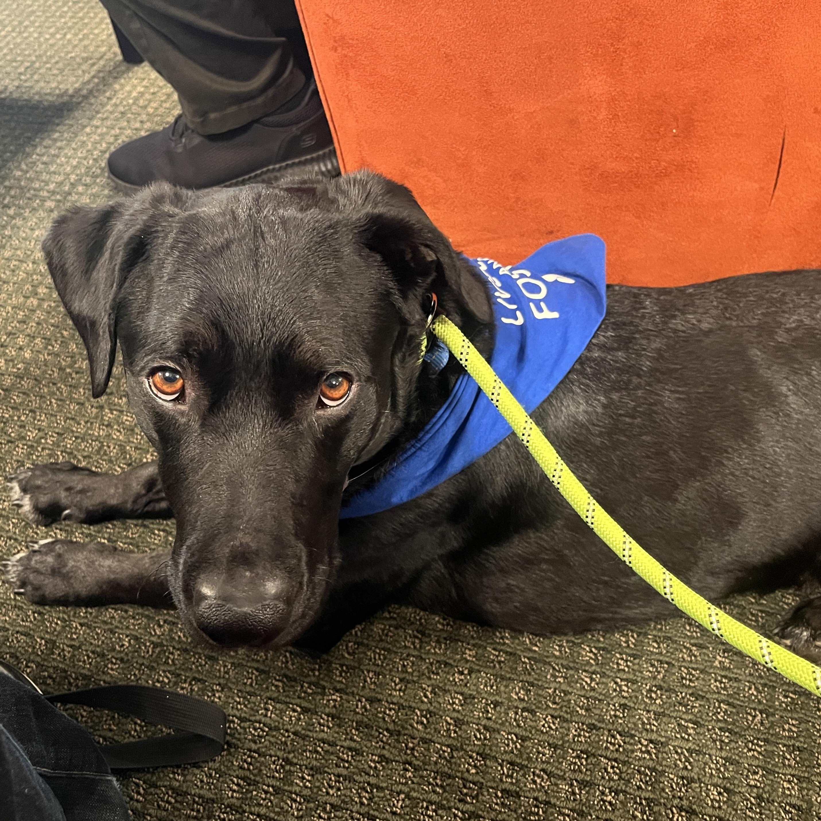 Professor Rexford, a ADOPTABLE mixed breed in Sun Valley, CA image 5/6