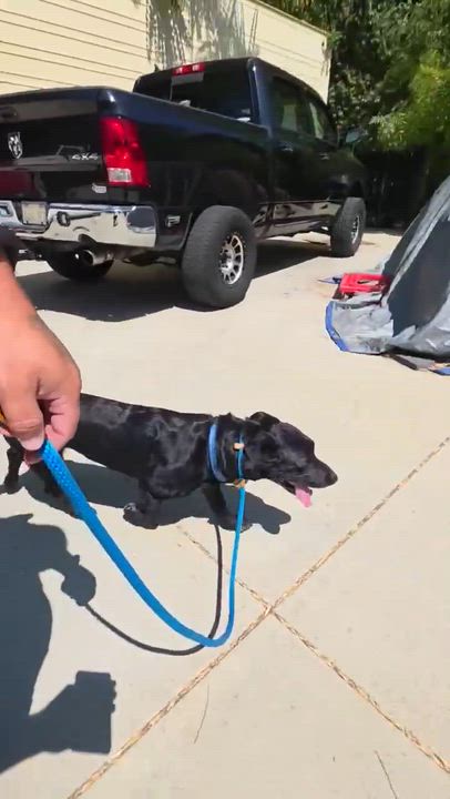 Enlarge Professor Rexford, a ADOPTABLE mixed breed in Sun Valley, CA video 6/6