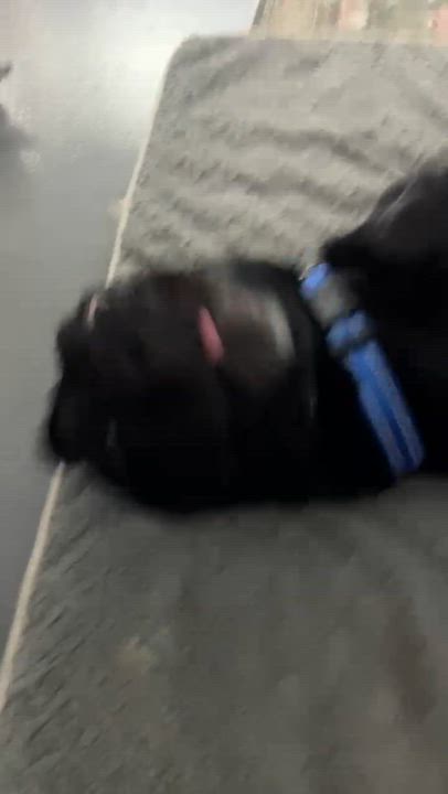 Enlarge Professor Rexford, a ADOPTABLE mixed breed in Sun Valley, CA video 5/5