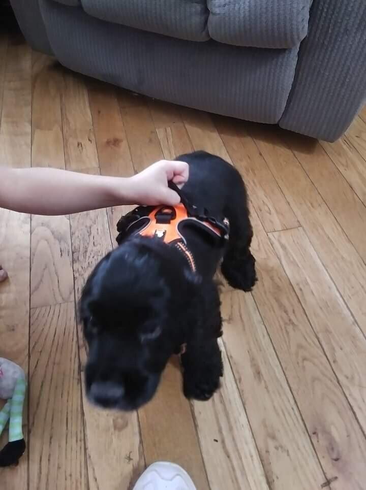 Patch, Adoptable, Adult Male Cocker Spaniel.