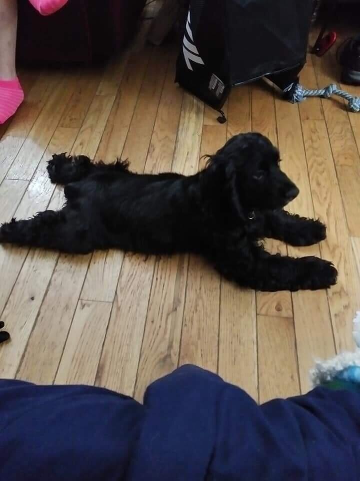 Enlarge Patch, a Adoptable Cocker Spaniel in Rochester, NY image 2/4