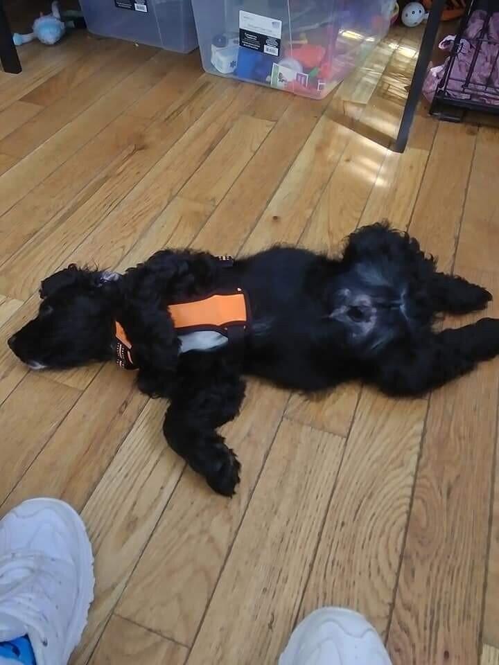 Enlarge Patch, a Adoptable Cocker Spaniel in Rochester, NY image 3/4