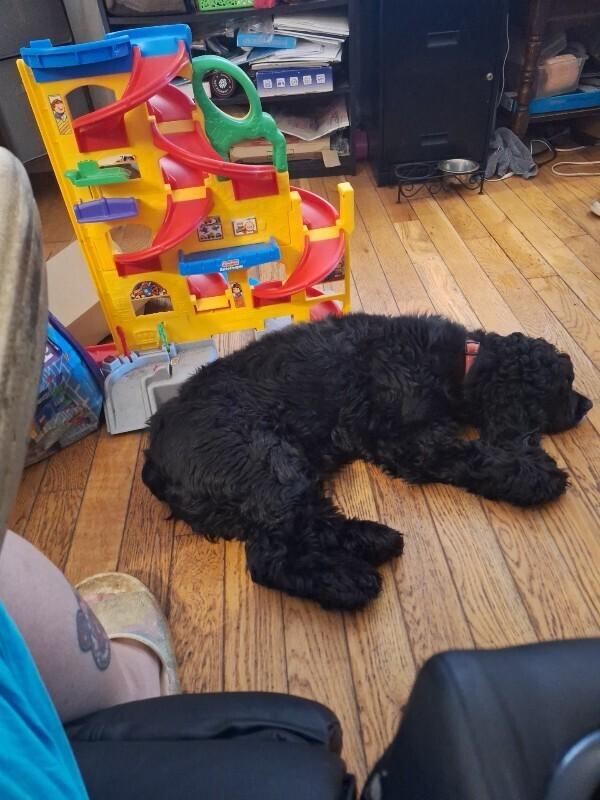 Enlarge Patch, a Adoptable Cocker Spaniel in Rochester, NY image 4/4
