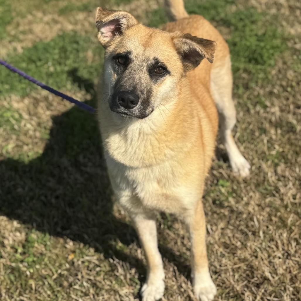 Ariel, Adoptable, Young Female Mixed Breed.