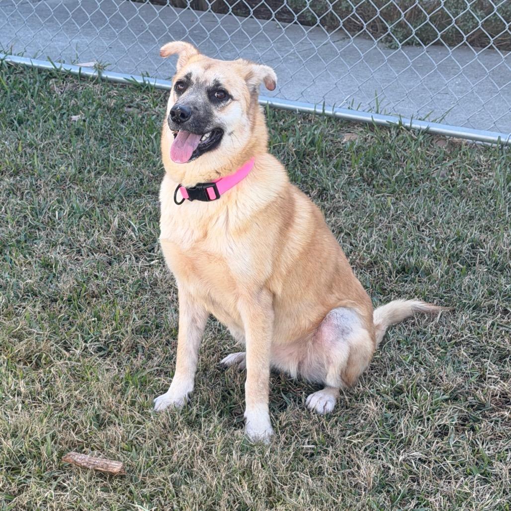 Ariel, a Adoptable Mixed Breed in Dickinson, TX image 2/6