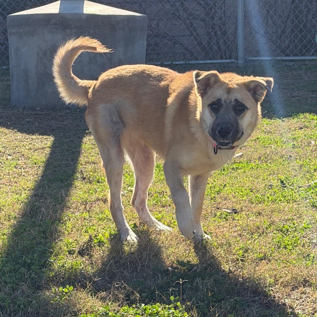 Ariel, a Adoptable Mixed Breed in Dickinson, TX image 3/6