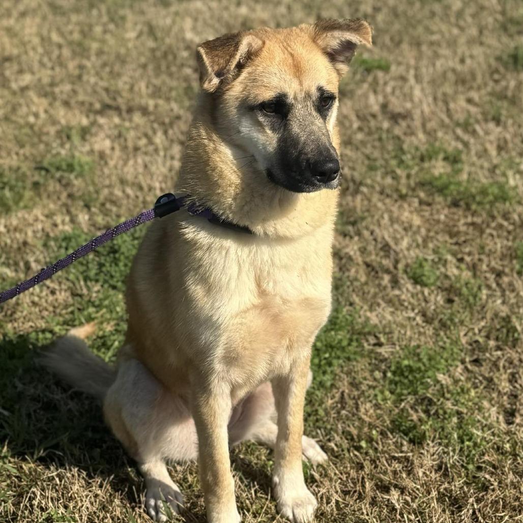 Ariel, a Adoptable Mixed Breed in Dickinson, TX image 4/6