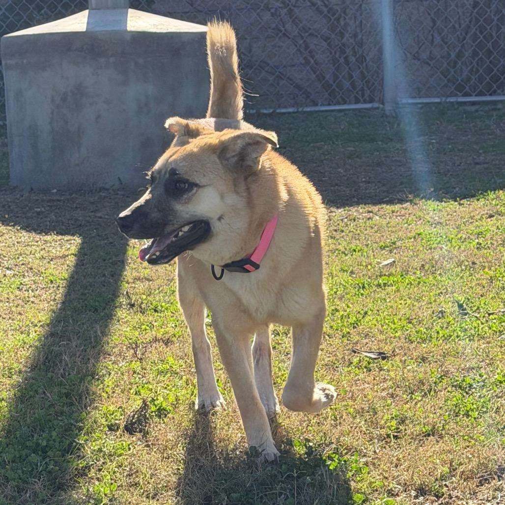 Ariel, a Adoptable Mixed Breed in Dickinson, TX image 5/6