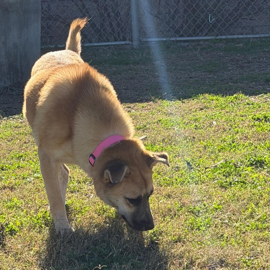 Ariel, a Adoptable Mixed Breed in Dickinson, TX image 6/6