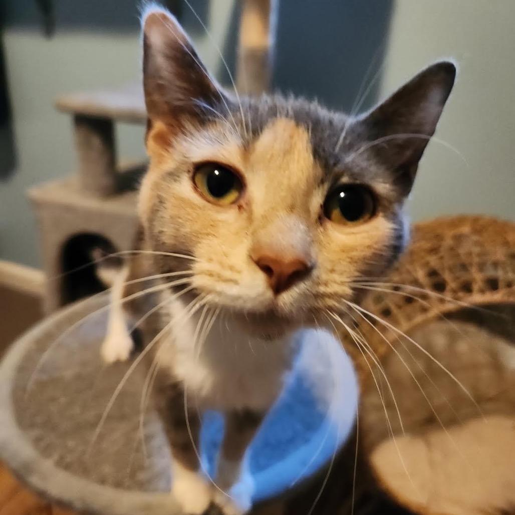 Enlarge Mystery Machine C11435, a Adoptable Domestic Short Hair in Elk River, MN image 2/5