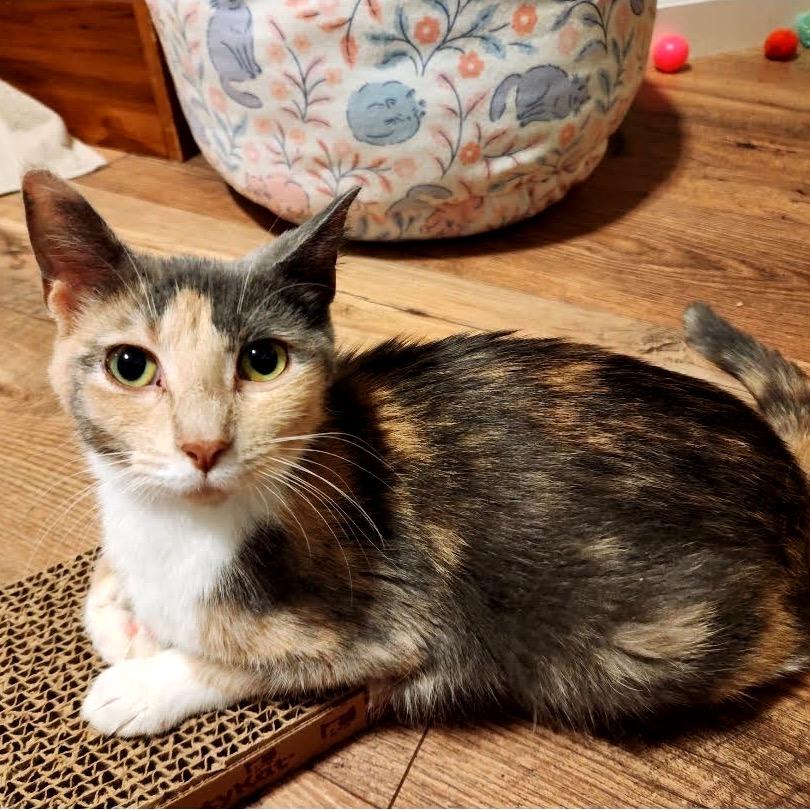 Enlarge Mystery Machine C11435, a Adoptable Domestic Short Hair in Elk River, MN image 3/5