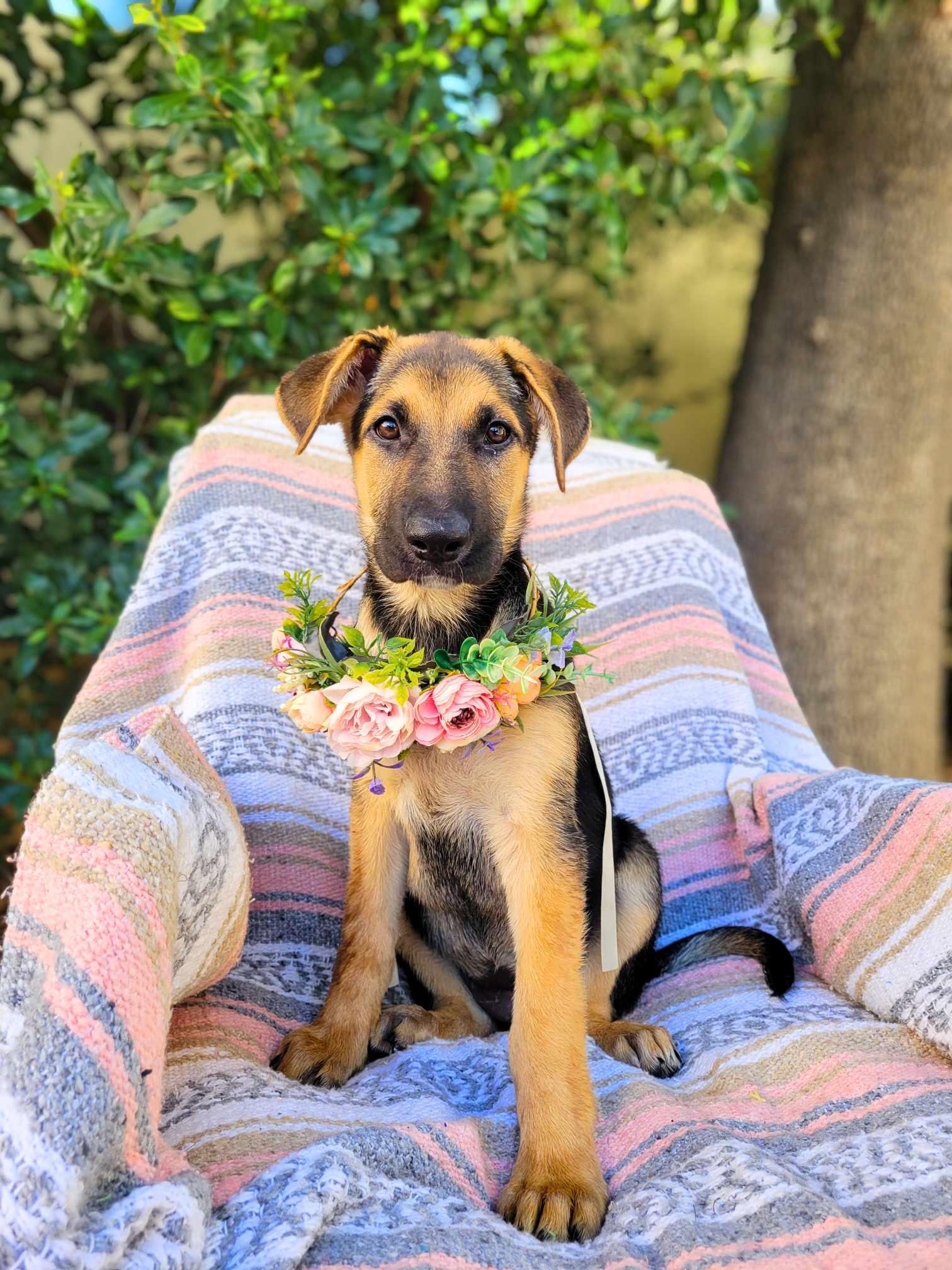 Thelma, an adopted German Shepherd Dog Mix in Temecula, CA_image-1