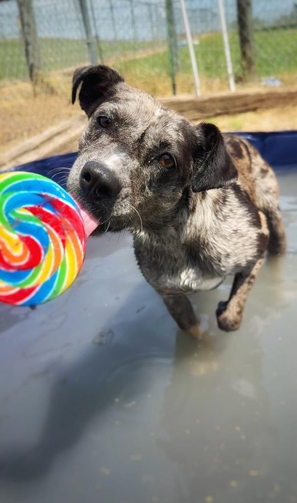 Enlarge Poe- Available, a Adoptable mixed breed in Chickamauga , GA image 2/6