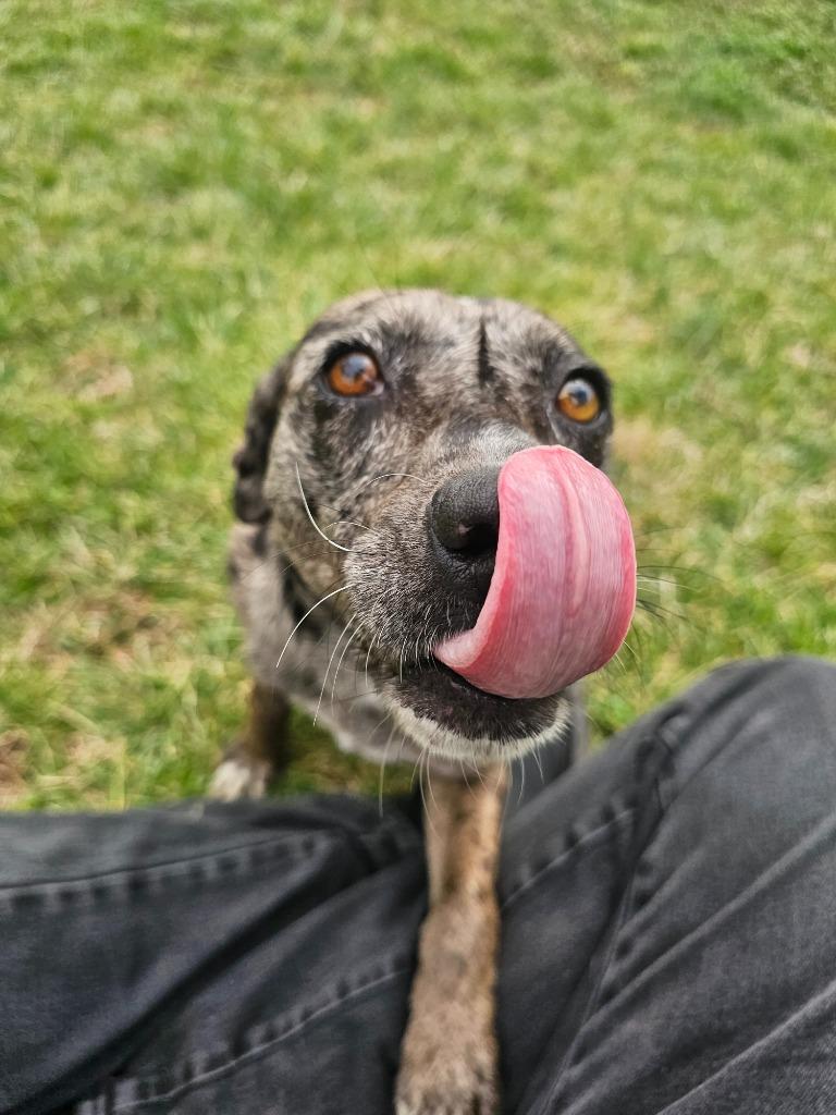 Enlarge Poe- Available for Adoption Awaiting S/N, a Adoptable mixed breed in Chickamauga , GA image 2/6