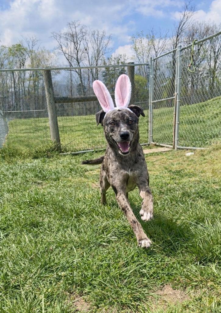 Enlarge Poe- Available for Adoption Awaiting S/N, a Adoptable mixed breed in Chickamauga , GA image 3/6