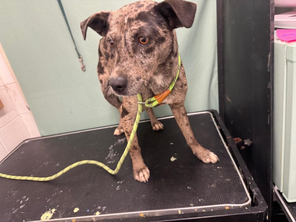 Enlarge Poe- Available for Adoption Awaiting S/N, a Adoptable mixed breed in Chickamauga , GA image 5/6