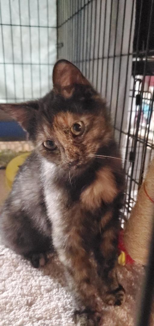 Kesha-Courtesy Post!, a Adoptable Tortoiseshell in Spring City, PA image 1/3