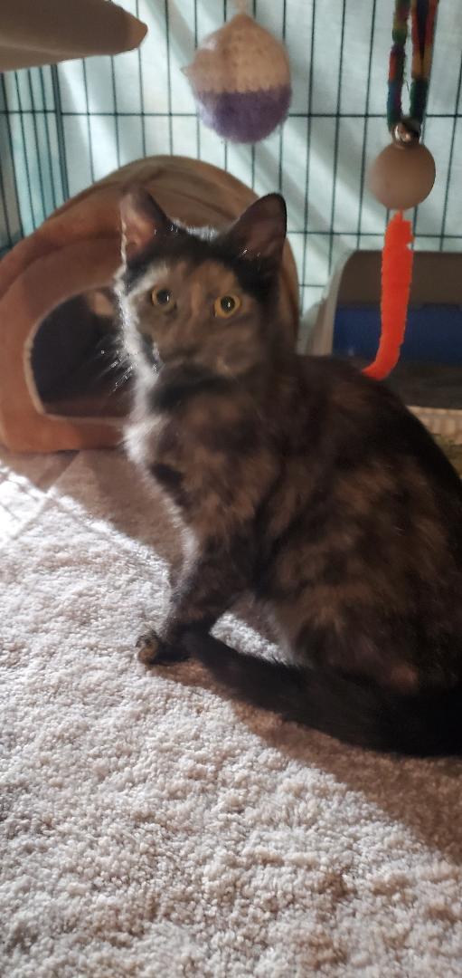 Kesha-Courtesy Post!, a Adoptable Tortoiseshell in Spring City, PA image 2/3