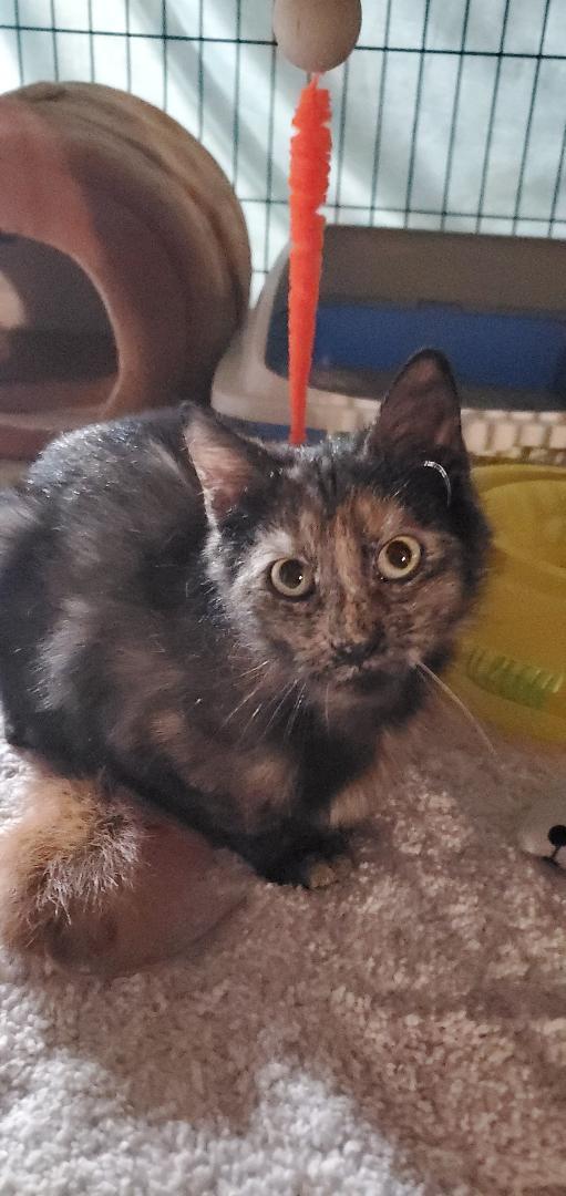 Kesha-Courtesy Post!, a Adoptable Tortoiseshell in Spring City, PA image 3/3