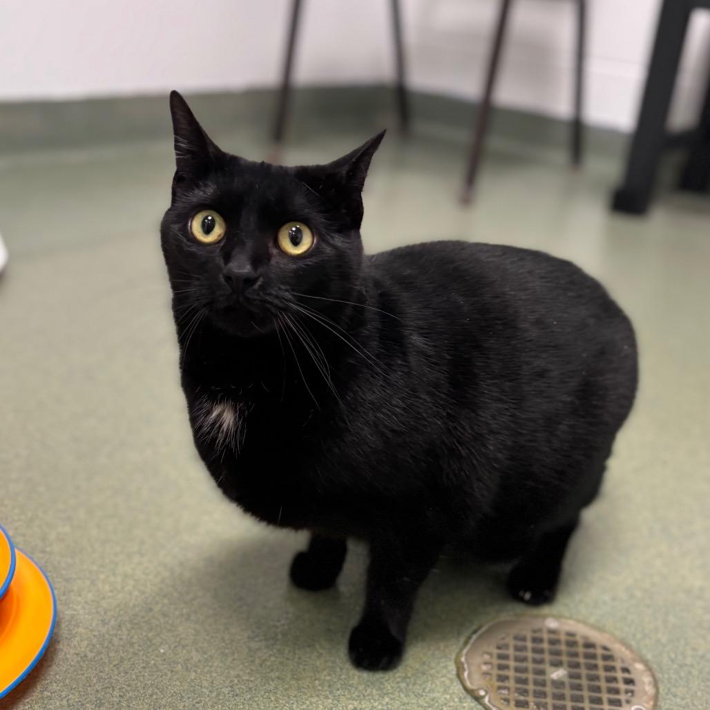 Rumpus, a Adoptable Domestic Short Hair in Zanesville, OH image 1/2