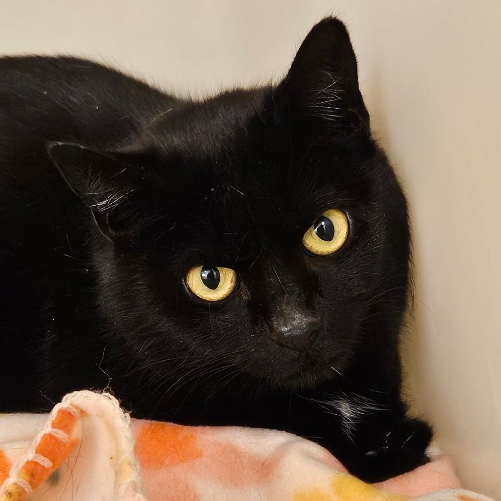 Rumpus, a Adoptable Domestic Short Hair in Zanesville, OH image 2/2