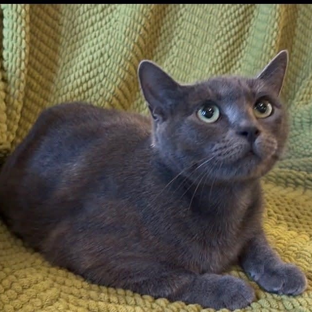Enlarge Willow Dark Gray Beauty (Brittney-fostered in TN), a Adoptable mixed breed in Brooklyn, CT image 2/5