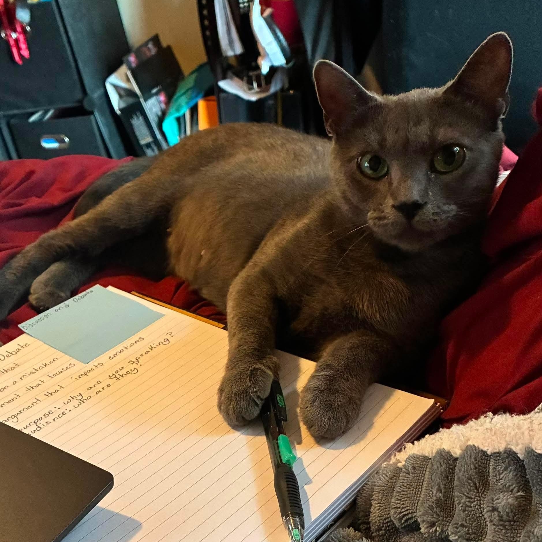 Enlarge Willow Dark Gray Beauty (Brittney-fostered in TN), a Adoptable mixed breed in Brooklyn, CT image 4/5