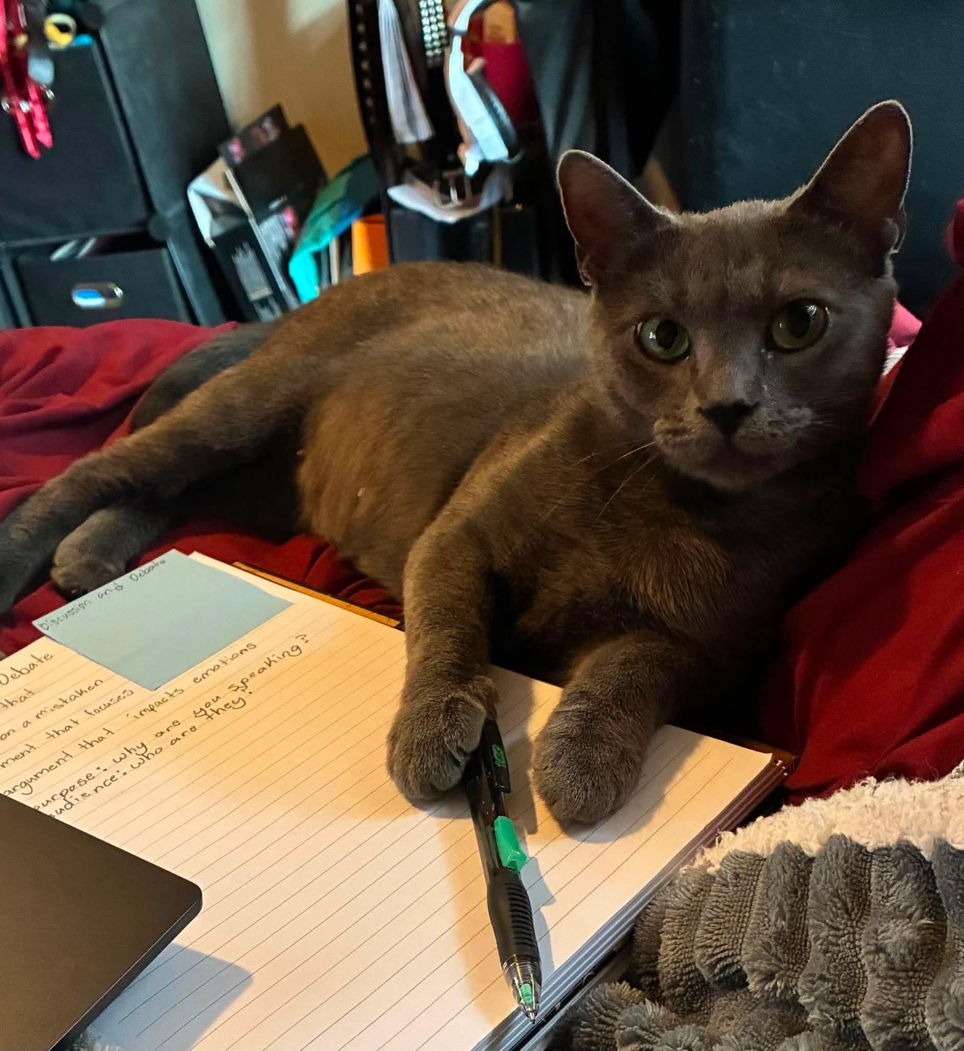 Enlarge Willow Dark Gray Beauty (Brittney-fostered in TN), a Adoptable mixed breed in Brooklyn, CT image 4/5