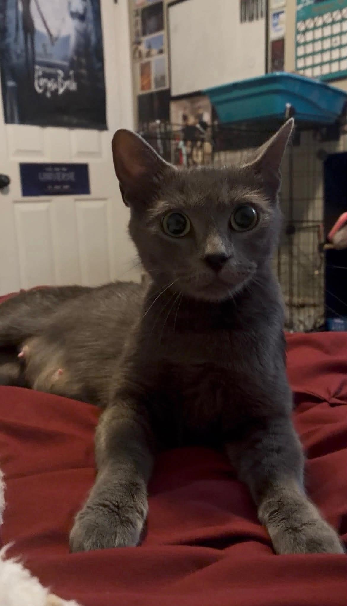 Enlarge Willow Dark Gray Beauty (Brittney-fostered in TN), a Adoptable mixed breed in Brooklyn, CT image 2/5