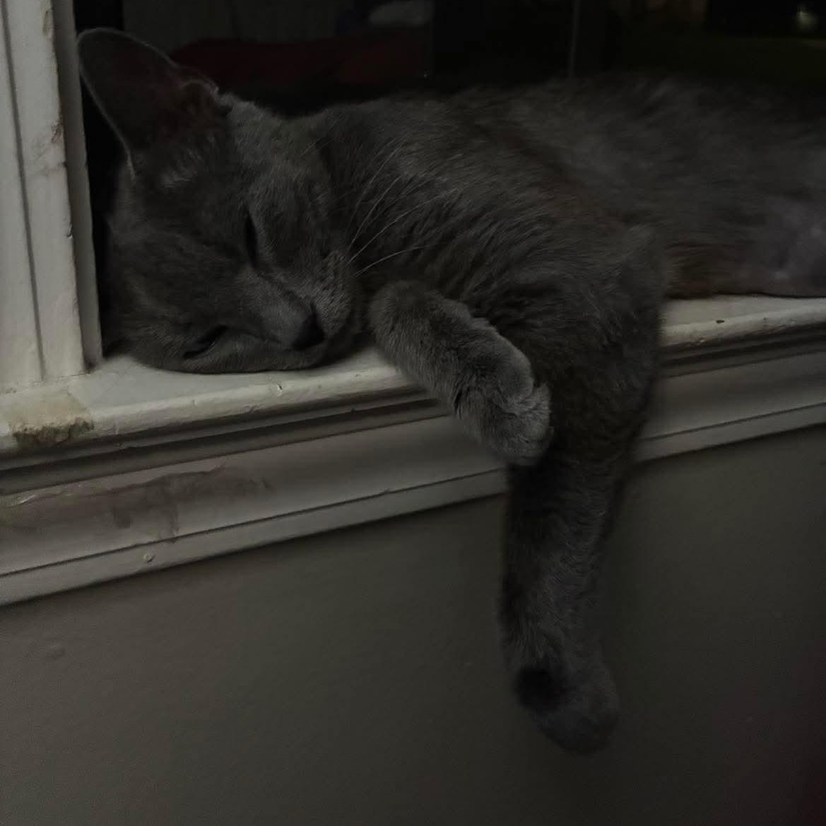 Enlarge Willow Dark Gray Beauty (Brittney-fostered in TN), a Adoptable mixed breed in Brooklyn, CT image 3/5